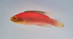 Cirrhilabrus katoi (female)