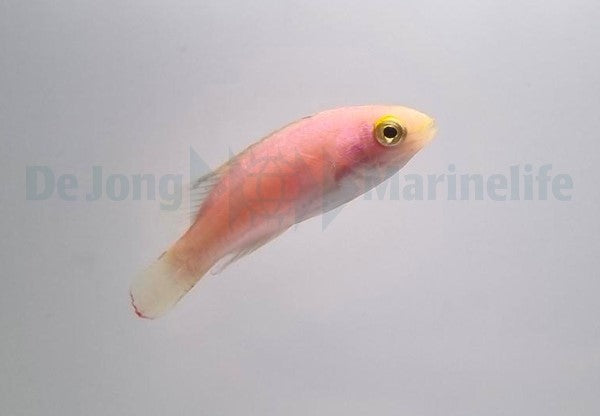 Cirrhilabrus katoi (female)