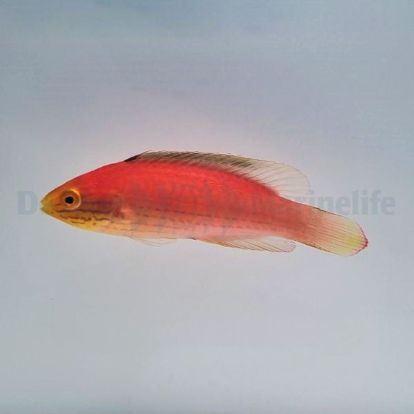 Cirrhilabrus katoi (female)