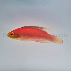 Cirrhilabrus katoi (female)