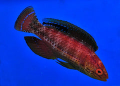 Cirrhilabrus katoi (male)