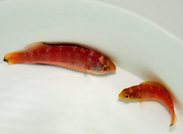 Cirrhilabrus katoi (Pair)