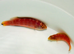 Cirrhilabrus katoi (Pair)