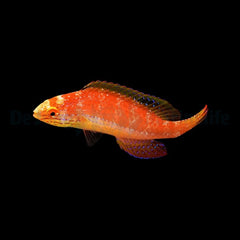 Cirrhilabrus katoi (female)
