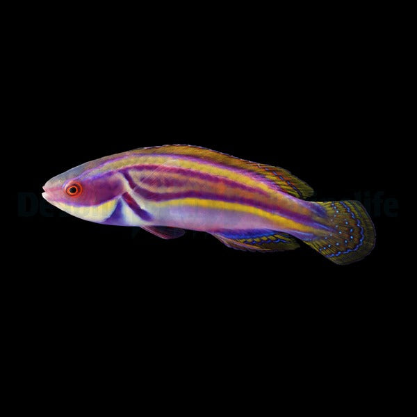 Cirrhilabrus laboutei