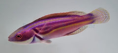 Cirrhilabrus laboutei