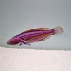Cirrhilabrus laboutei