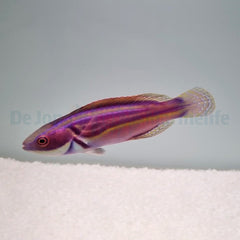 Cirrhilabrus laboutei