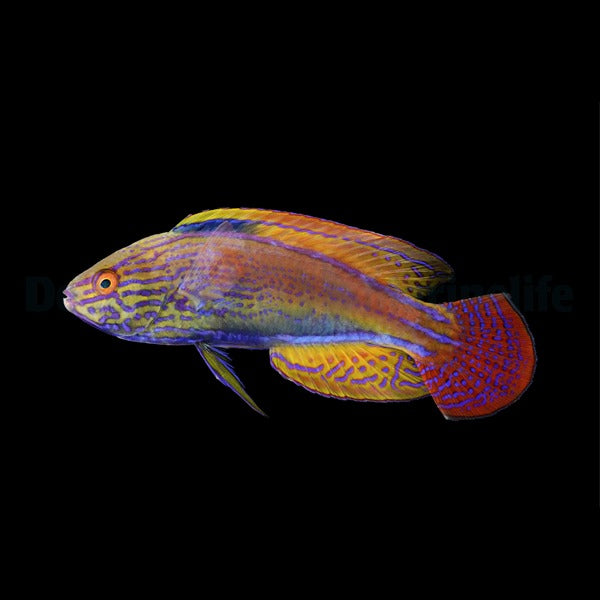 Cirrhilabrus lineatus