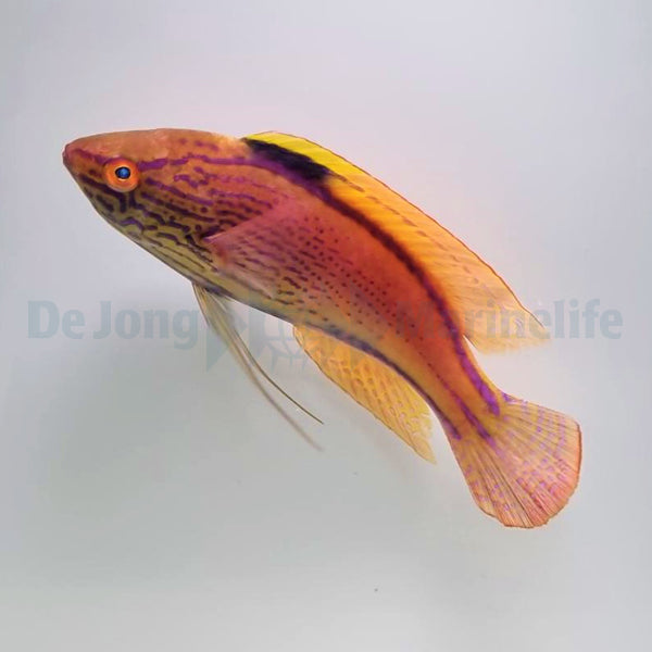 Cirrhilabrus lineatus