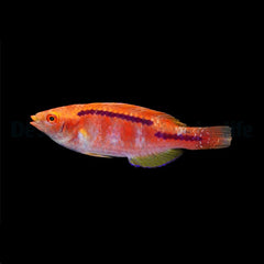 Cirrhilabrus lubbocki