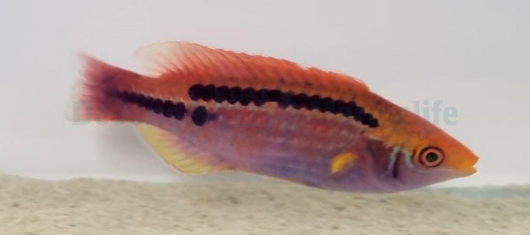 Cirrhilabrus lubbocki