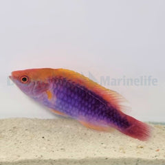 Cirrhilabrus lubbocki