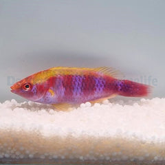 Cirrhilabrus lubbocki