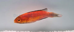 Cirrhilabrus lunatus (male)