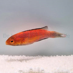 Cirrhilabrus lunatus (male)