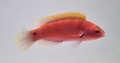 Cirrhilabrus luteovittatus (female)