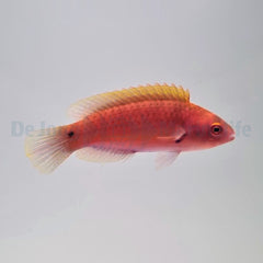 Cirrhilabrus luteovittatus (female)