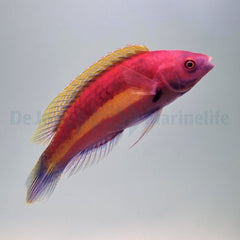 Cirrhilabrus luteovittatus (male)