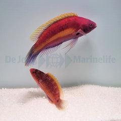 Cirrhilabrus luteovittatus (pair)