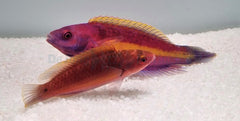Cirrhilabrus luteovittatus (pair)