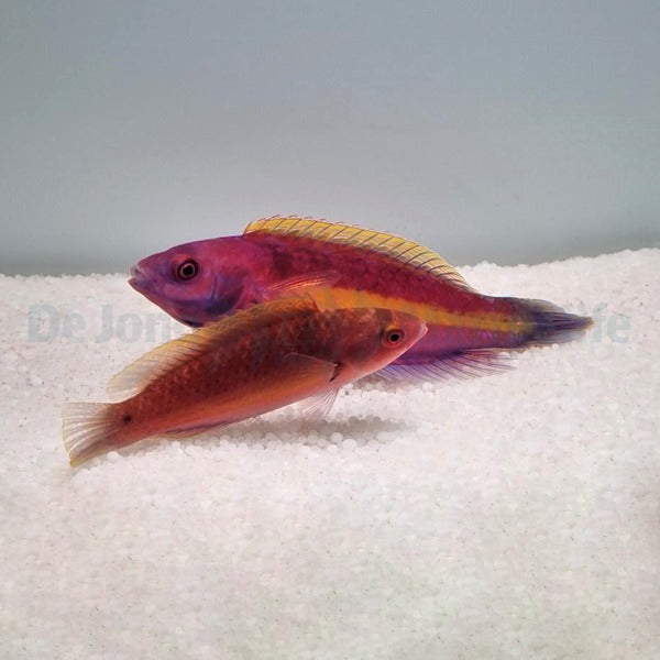 Cirrhilabrus luteovittatus (Pair)