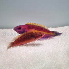 Cirrhilabrus luteovittatus (Pair)