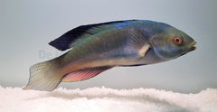 Cirrhilabrus melanomarginatus
