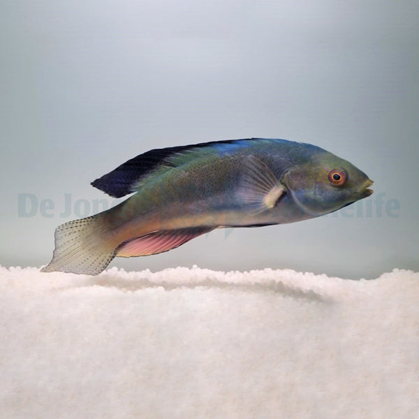 Cirrhilabrus melanomarginatus