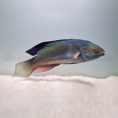 Cirrhilabrus melanomarginatus