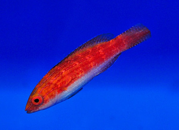 Cirrhilabrus naokoae (female)
