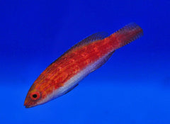 Cirrhilabrus naokoae (female)