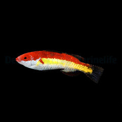 Cirrhilabrus naokoae (male)