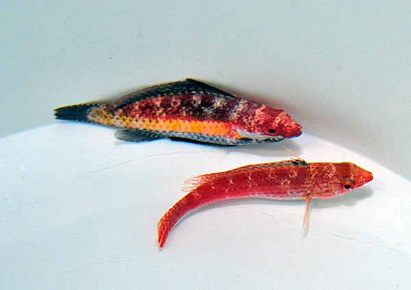 Cirrhilabrus naokoae (pair)