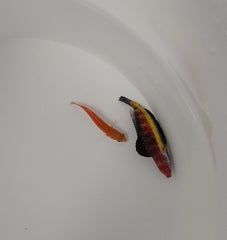 Cirrhilabrus naokoae (pair)