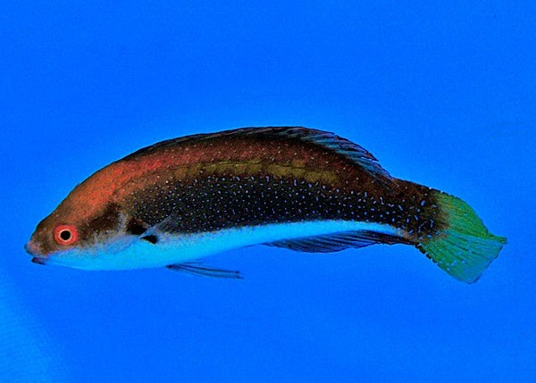 Cirrhilabrus punctatus