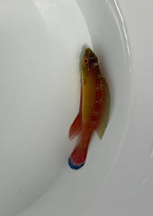 Cirrhilabrus pylei