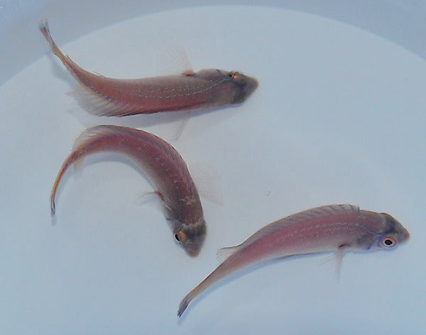 Cirrhilabrus pylei