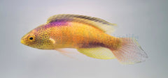 Cirrhilabrus rhomboidalis (male)
