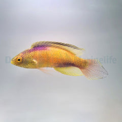 Cirrhilabrus rhomboidalis (male)