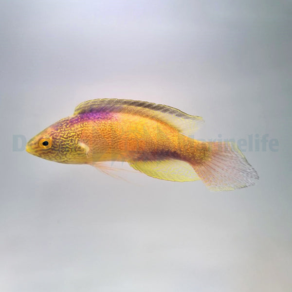 Cirrhilabrus rhomboidalis (male)