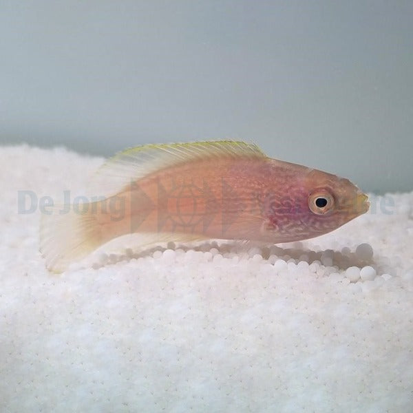 Cirrhilabrus rhomboidalis (female)