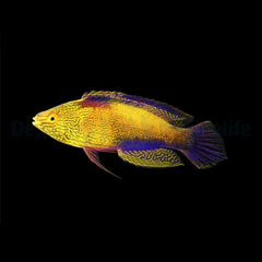 Cirrhilabrus rhomboidalis (male)