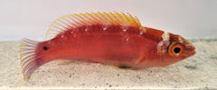 Cirrhilabrus roseafascia (female)
