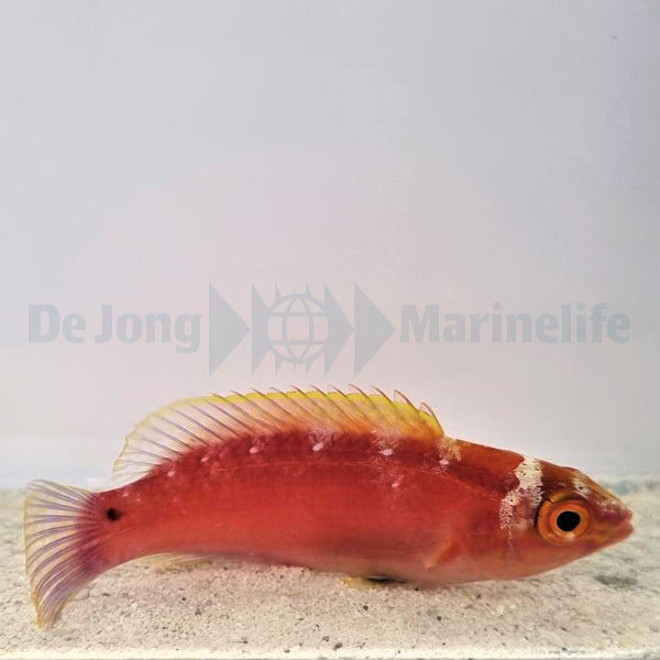 Cirrhilabrus roseafascia (female)