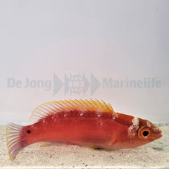 Cirrhilabrus roseafascia (female)