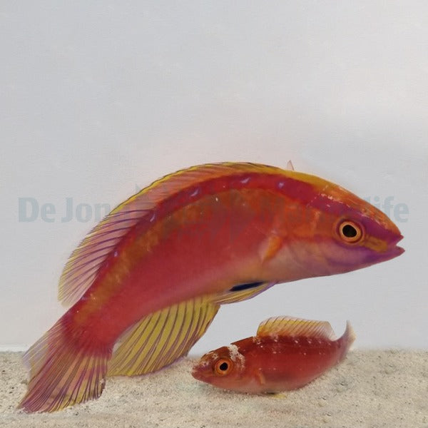 Cirrhilabrus roseafascia (Pair)