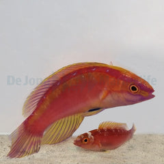 Cirrhilabrus roseafascia (Pair)