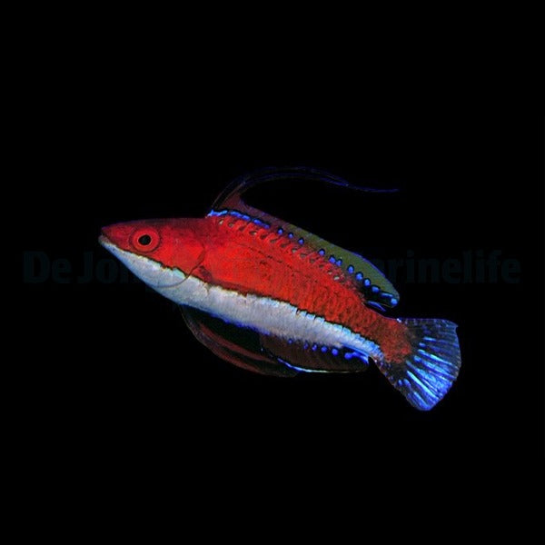 Cirrhilabrus rubeus (male)