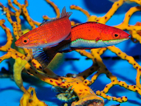 Cirrhilabrus rubeus (Pair)